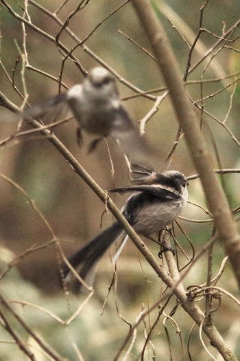 Long-tailed Tit 坂田城址公園 Sat, 3/6/2021