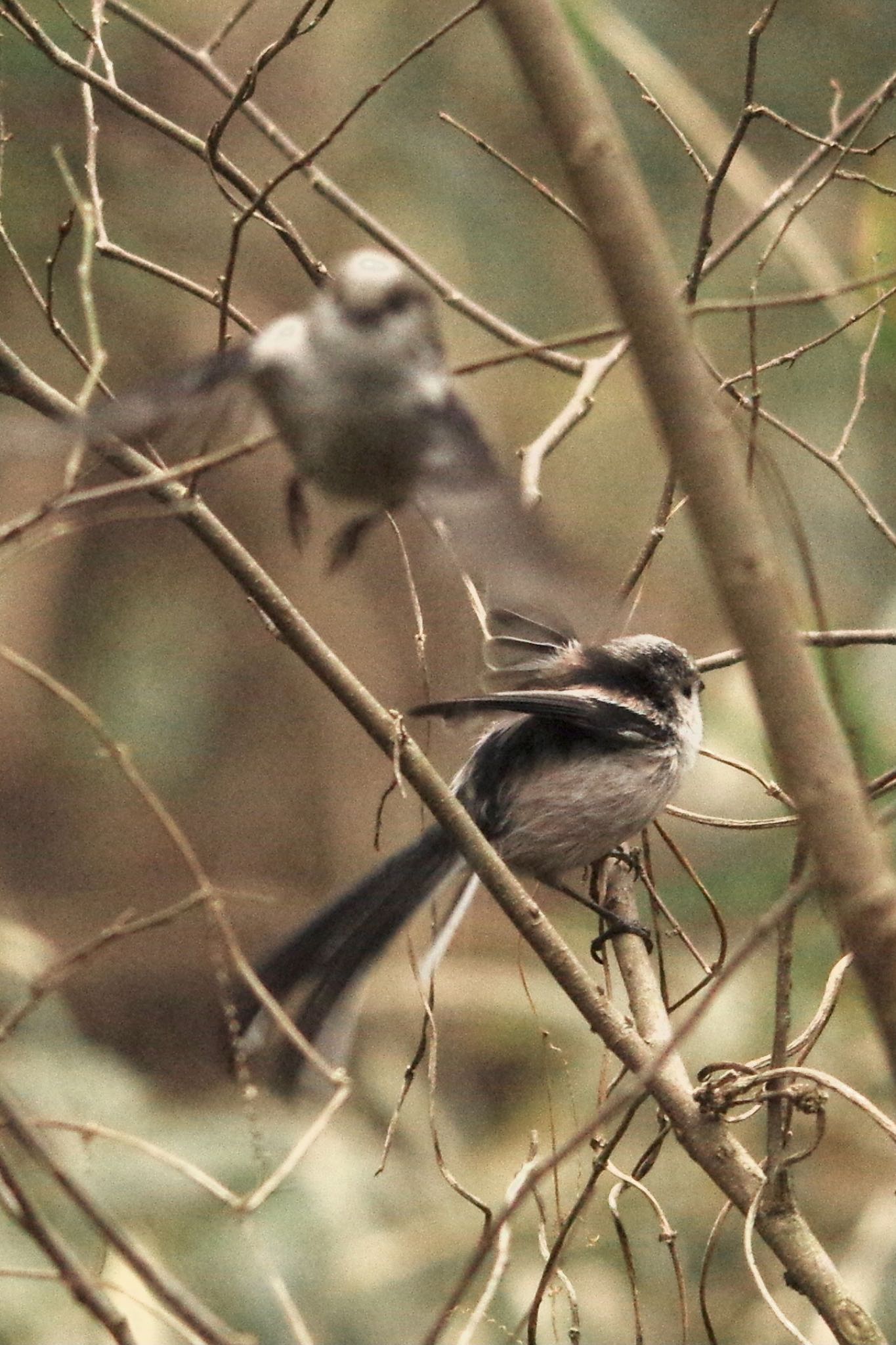 Photo of Long-tailed Tit at 坂田城址公園 by TOMOTOMO