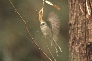 Long-tailed Tit 坂田城址公園 Sat, 3/6/2021