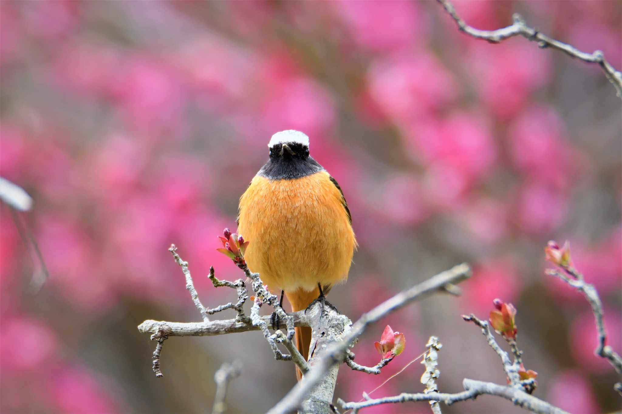 Photo of Daurian Redstart at 梅林公園 by こつめ