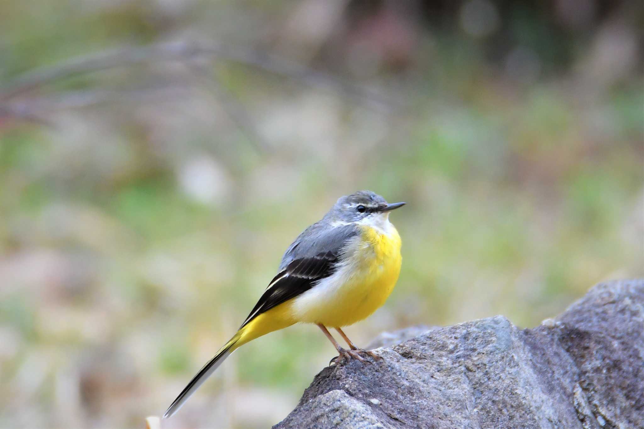 梅林公園 キセキレイの写真