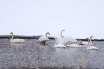 オオハクチョウ 長都沼(千歳市) 2017年3月6日(月)