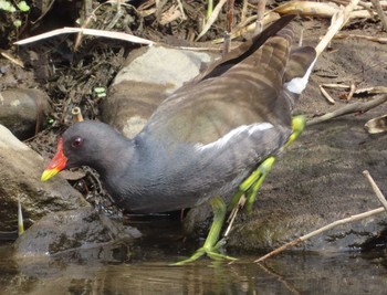 2021年3月9日(火) 柏尾川の野鳥観察記録