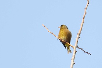 カワラヒワ 中島公園 2017年4月4日(火)