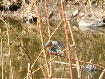 Common Kingfisher Unknown Spots Tue, 3/9/2021