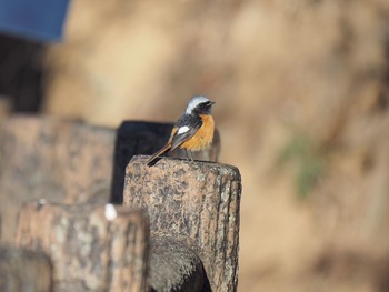 Daurian Redstart 御岳山、御岳山神社 Thu, 1/26/2017