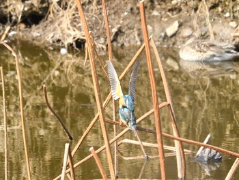 Common Kingfisher Unknown Spots Tue, 3/9/2021