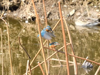 Common Kingfisher Unknown Spots Tue, 3/9/2021