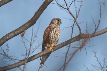 Common Kestrel 東京都 Tue, 3/26/2019