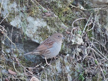 Japanese Accentor 御岳山、御岳山神社 Thu, 1/26/2017