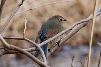 Tue, 3/9/2021 Birding report at Kitamoto Nature Observation Park