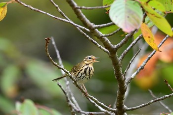 Olive-backed Pipit 箱根 Mon, 10/24/2016