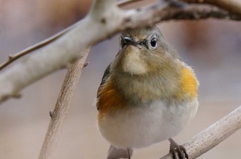 ルリビタキ 北本自然観察公園 2021年3月9日(火)