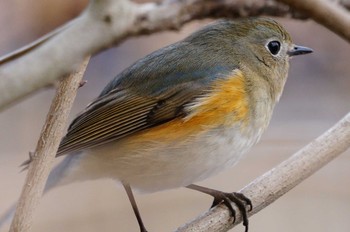 ルリビタキ 北本自然観察公園 2021年3月9日(火)