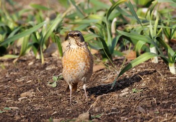 ハチジョウツグミ 埼玉県狭山市 2021年3月4日(木)