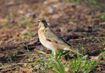 ハチジョウツグミ 埼玉県狭山市 2021年3月4日(木)