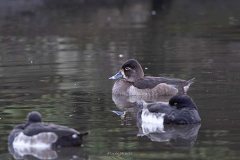 Ring-necked Duck Kodomo Shizen Park Sun, 12/6/2020