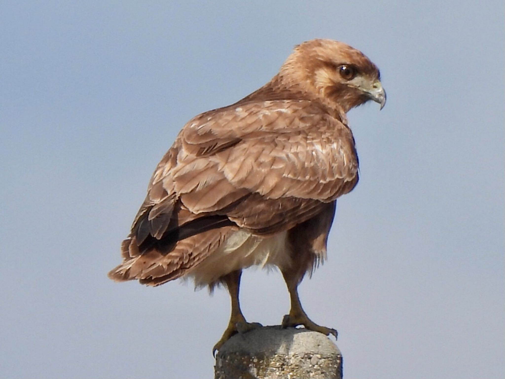 Photo of Eastern Buzzard at Gonushi Pond by カモちゃん