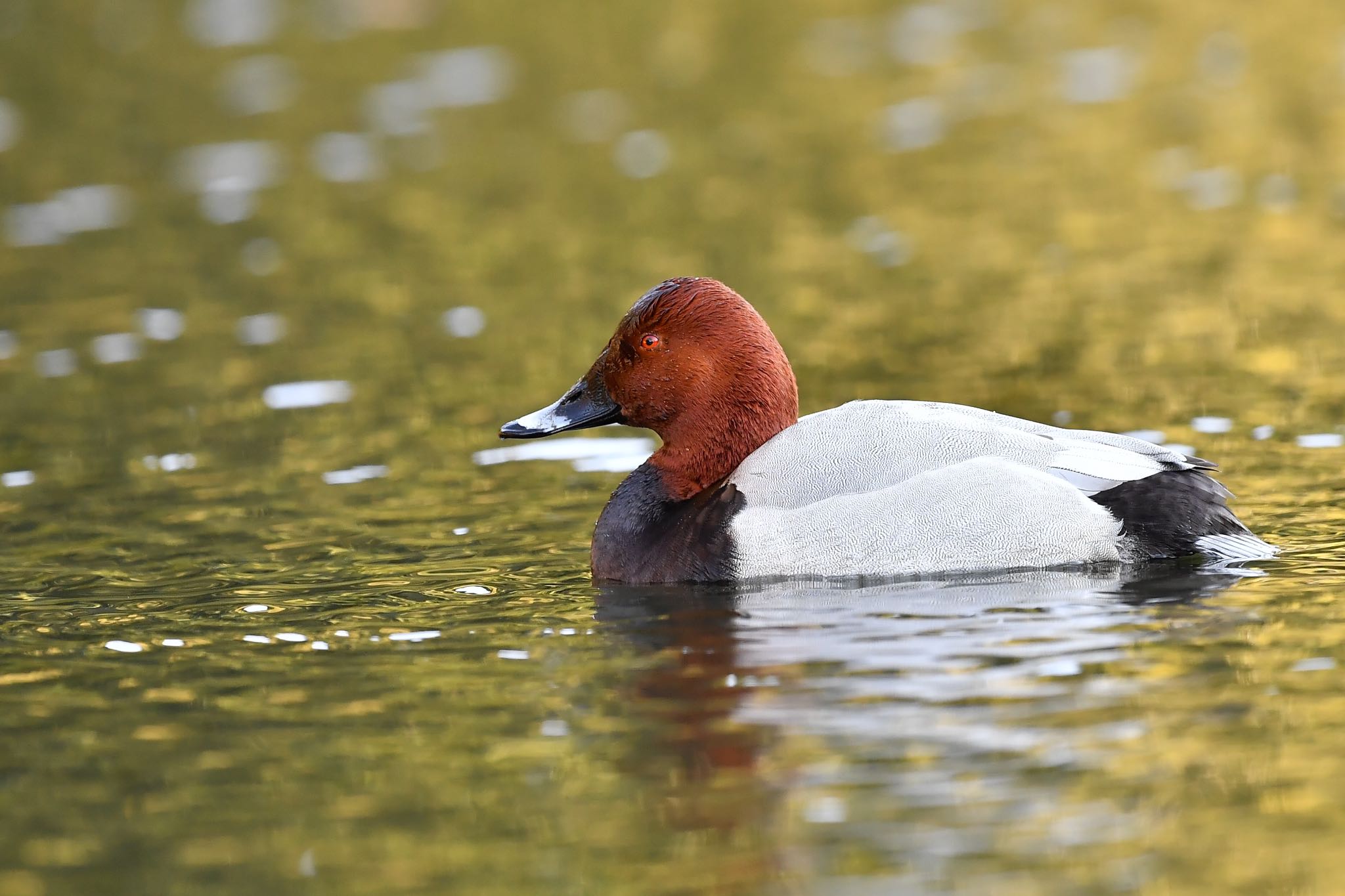 Photo of Common Pochard at Shinjuku Gyoen National Garden by ぺんぺん草