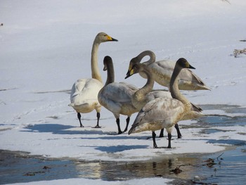 Whooper Swan Unknown Spots Sun, 3/7/2021