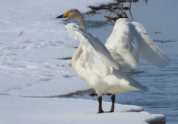 Whooper Swan Unknown Spots Sun, 3/7/2021