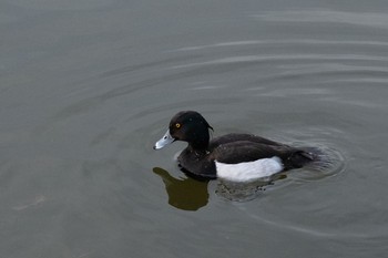 キンクロハジロ 都立浮間公園 2021年1月17日(日)