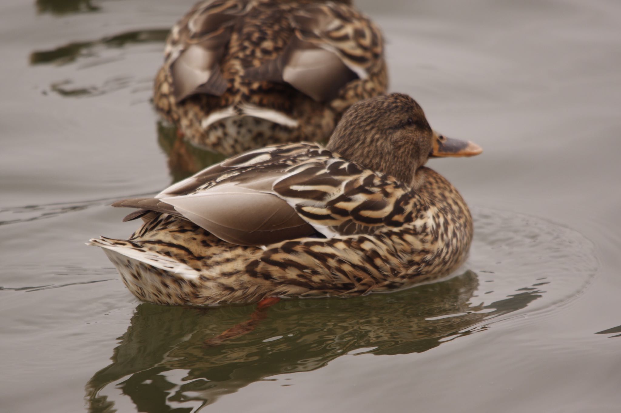 ふれあい坂田池公園 マガモの写真 by TOMOTOMO