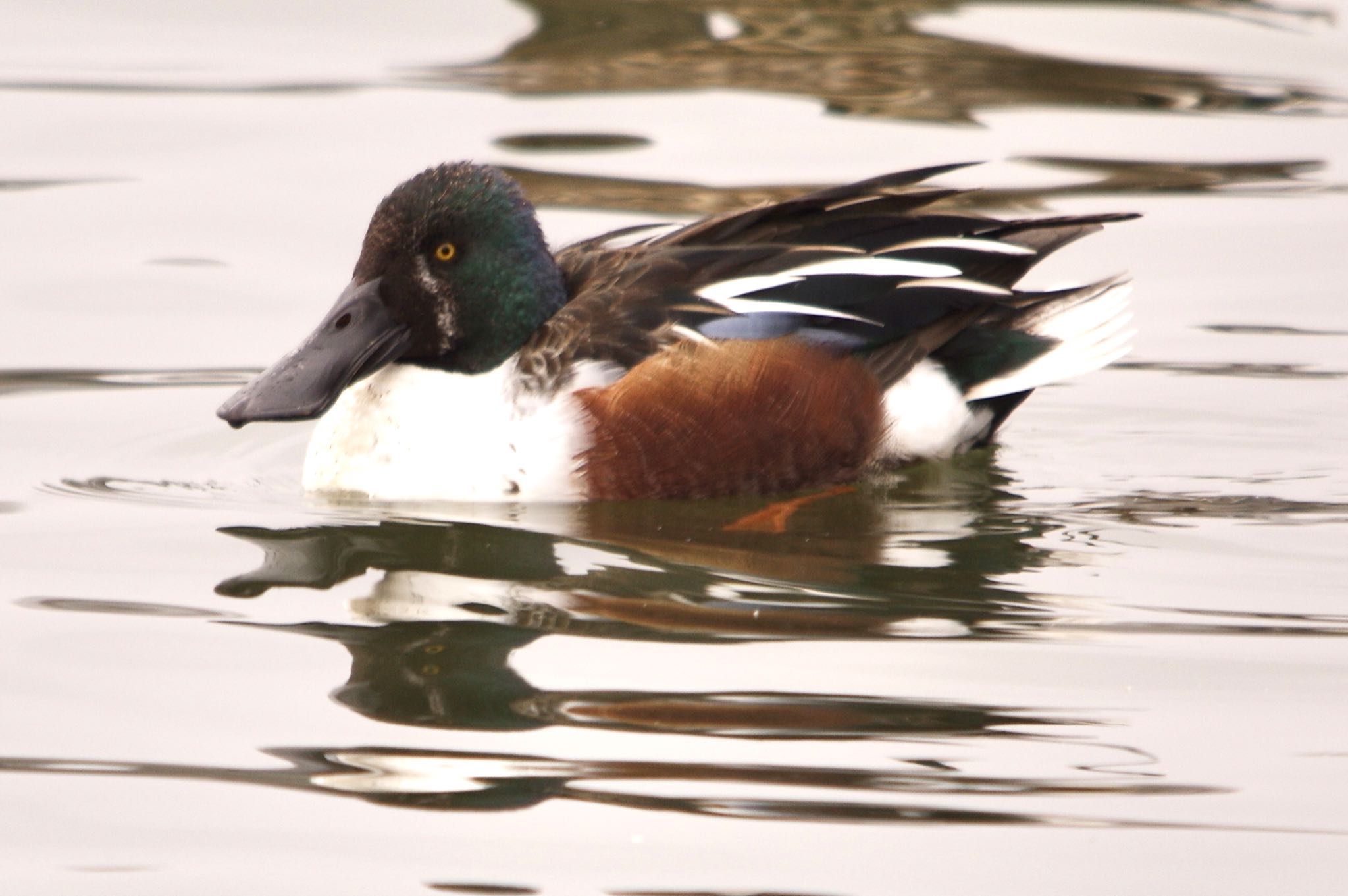 Photo of Northern Shoveler at ふれあい坂田池公園 by TOMOTOMO