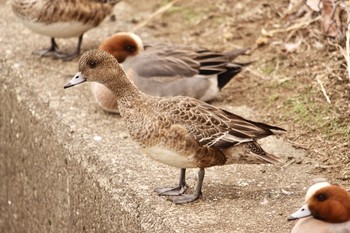 Eurasian Wigeon ふれあい坂田池公園 Sat, 3/6/2021