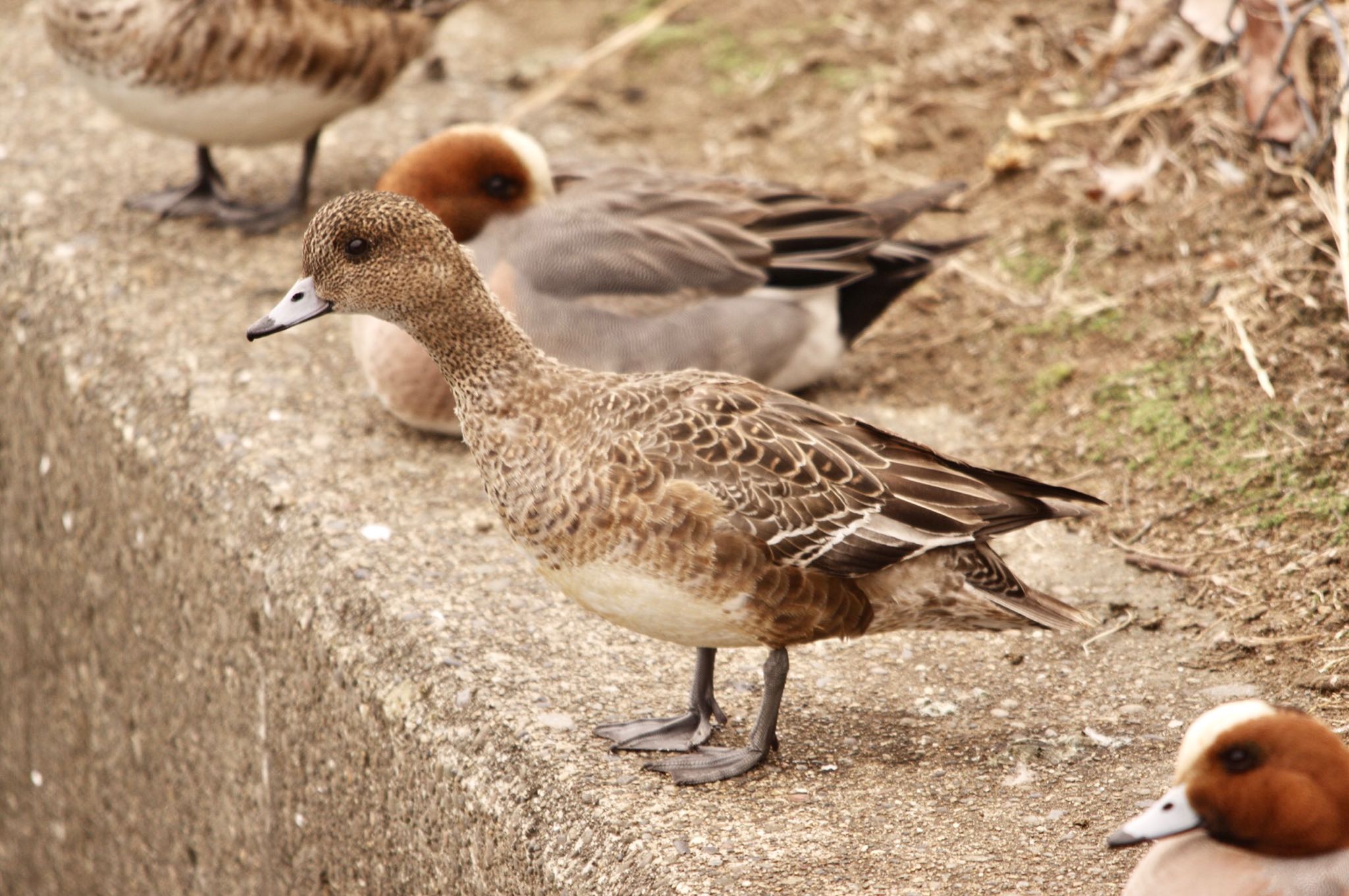 Photo of Eurasian Wigeon at ふれあい坂田池公園 by TOMOTOMO