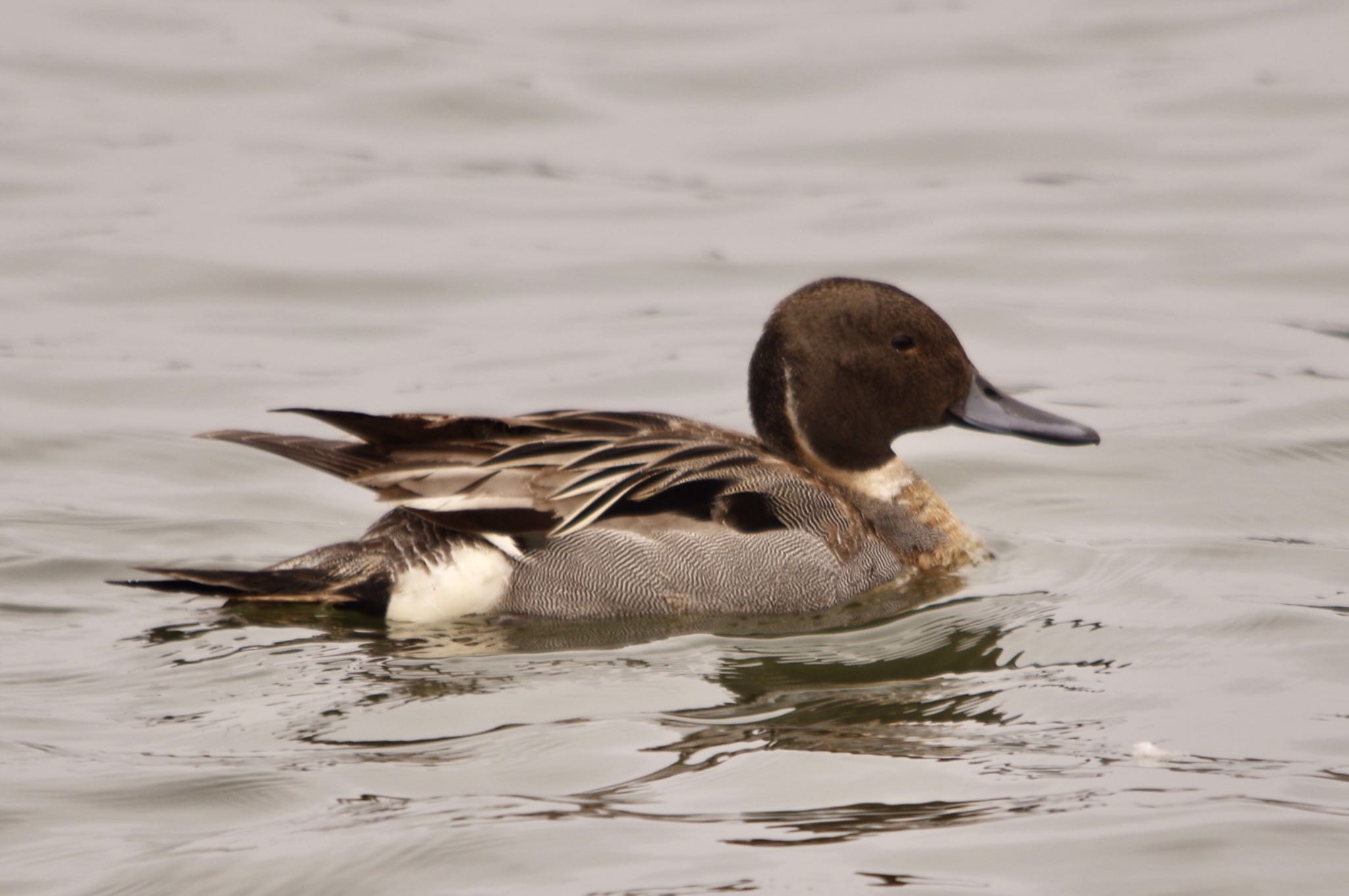 Photo of Northern Pintail at ふれあい坂田池公園 by TOMOTOMO