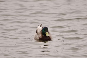 マガモ ふれあい坂田池公園 2021年3月6日(土)