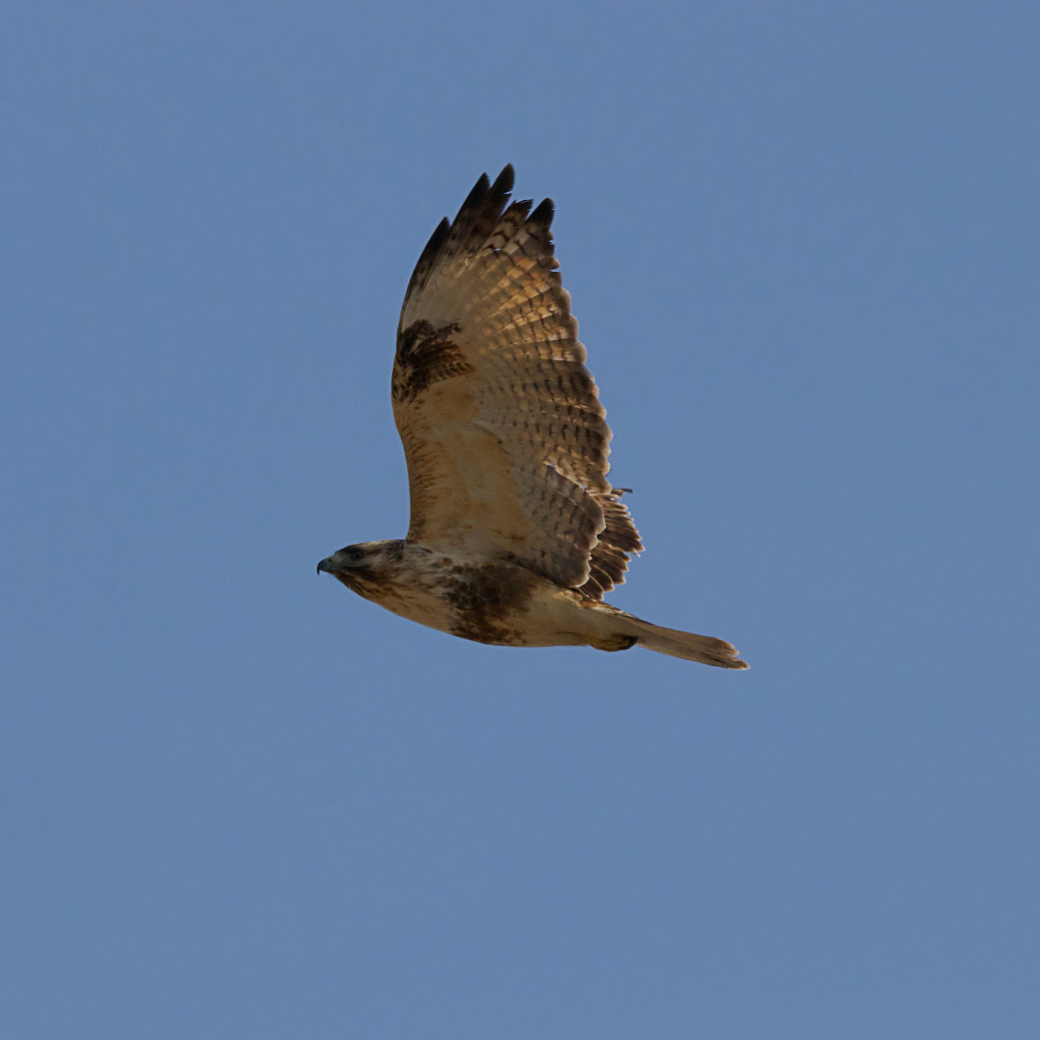 Eastern Buzzard