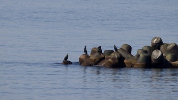 Japanese Cormorant 伊達市黄金町チマイベツ川周辺 Tue, 3/9/2021