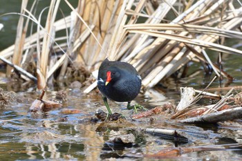 バン 大百池公園 2018年3月2日(金)