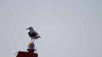 Slaty-backed Gull 室蘭イタンキ Tue, 3/9/2021