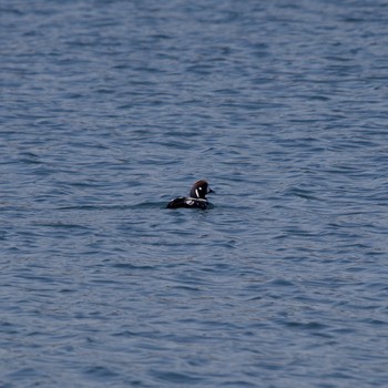 Harlequin Duck 室蘭イタンキ Tue, 3/9/2021