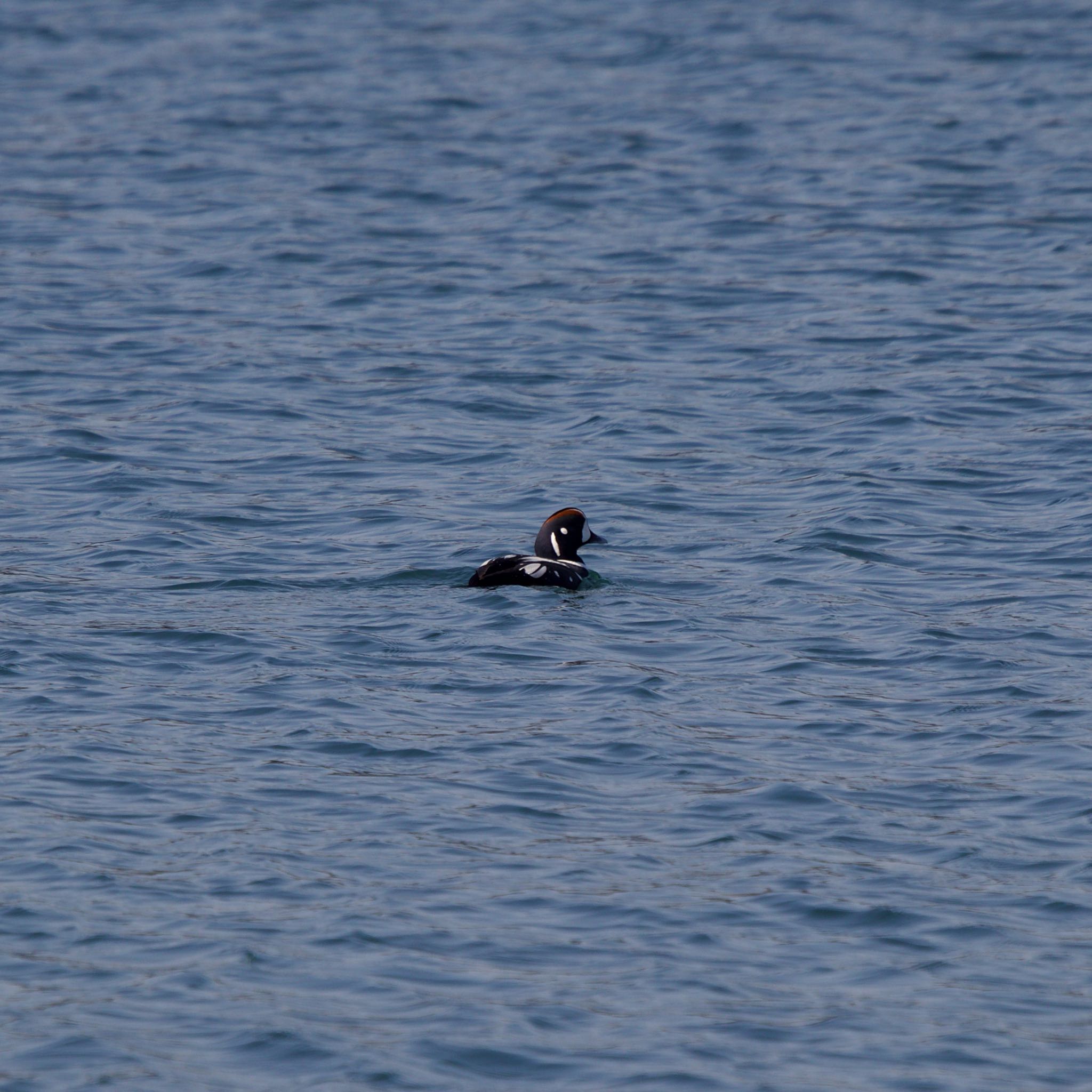 Photo of Harlequin Duck at 室蘭イタンキ by たっきー