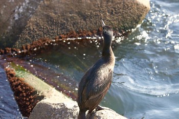 Japanese Cormorant 室蘭イタンキ Tue, 3/9/2021