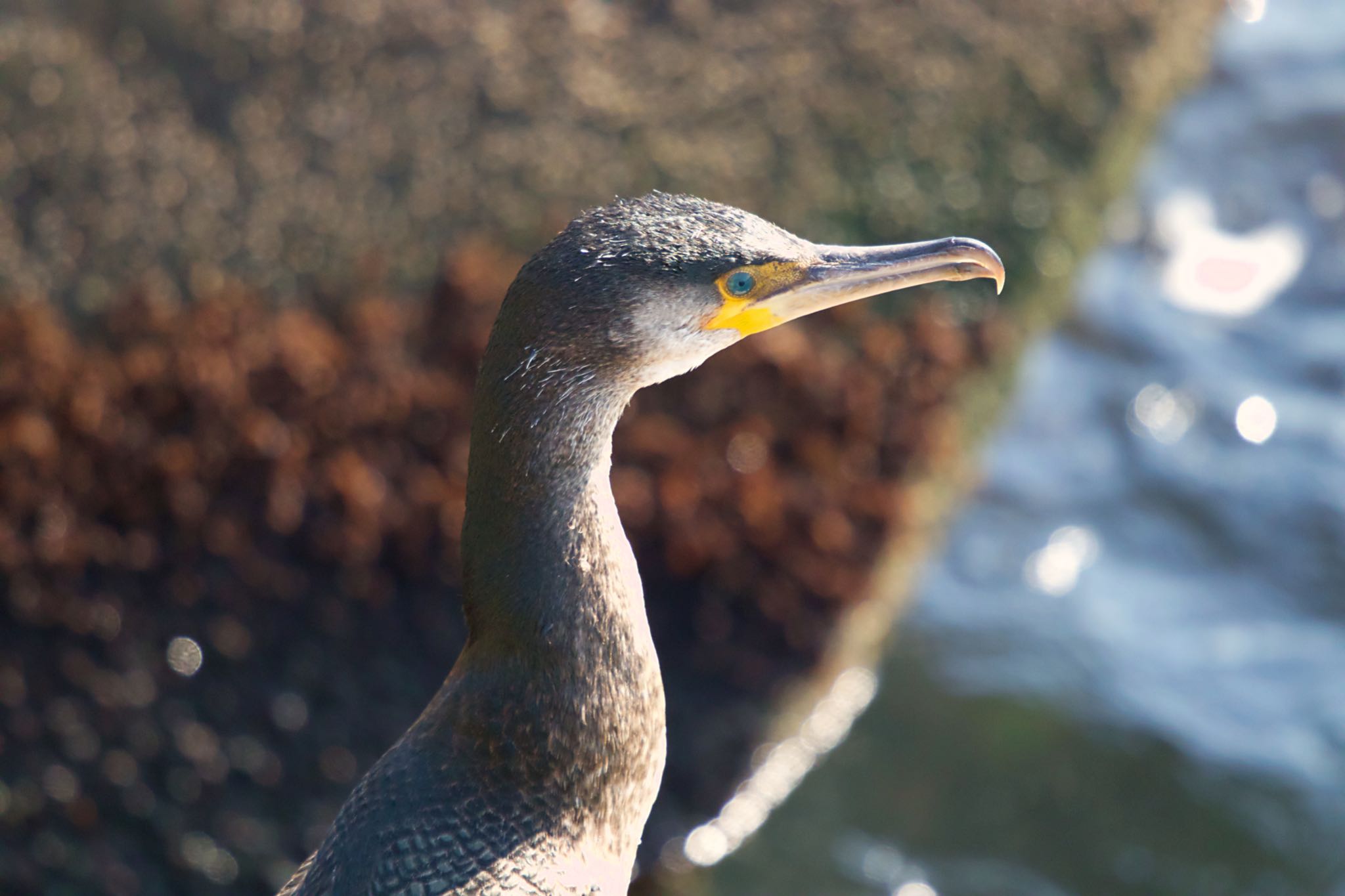 室蘭イタンキ ウミウの写真 by たっきー