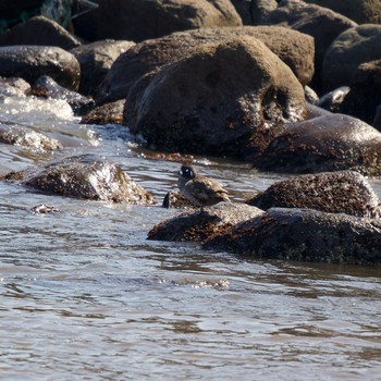 Harlequin Duck 登別市鷲別漁港 Tue, 3/9/2021