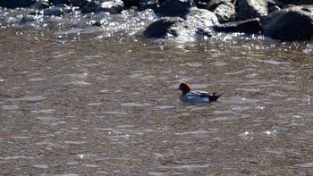 Eurasian Wigeon 登別市鷲別漁港 Tue, 3/9/2021