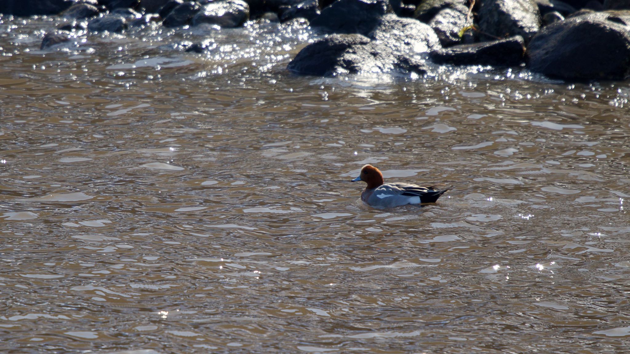 Eurasian Wigeon