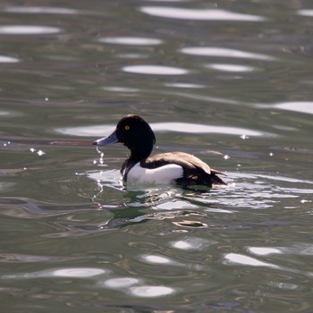 Tufted Duck 登別市登別漁港 Tue, 3/9/2021