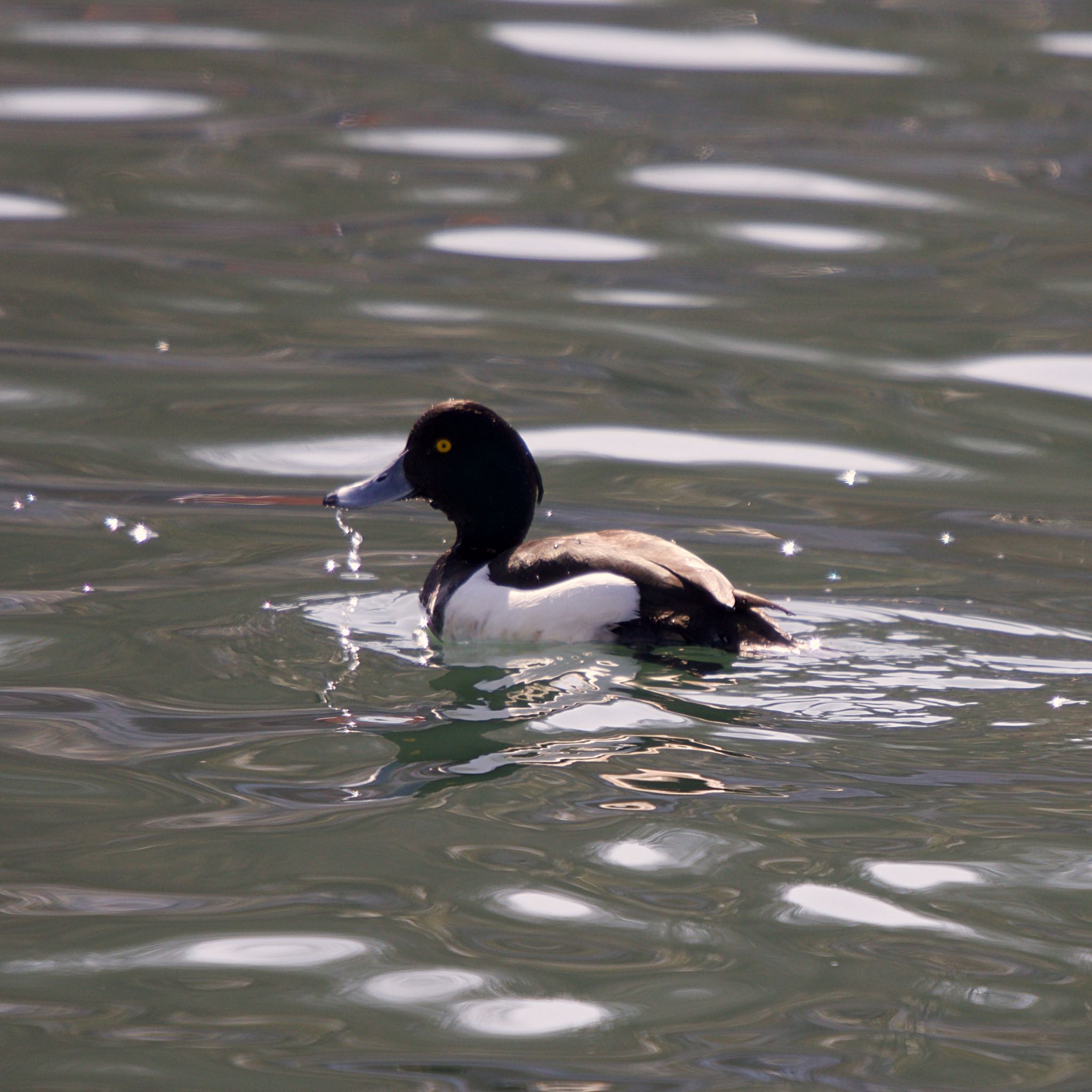 Photo of Tufted Duck at 登別市登別漁港 by たっきー