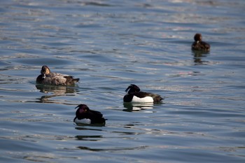 Tufted Duck 登別市登別漁港 Tue, 3/9/2021