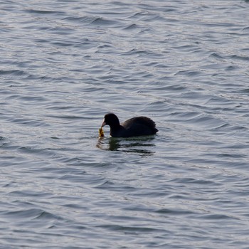 Eurasian Coot 登別市幌別川 Tue, 3/9/2021