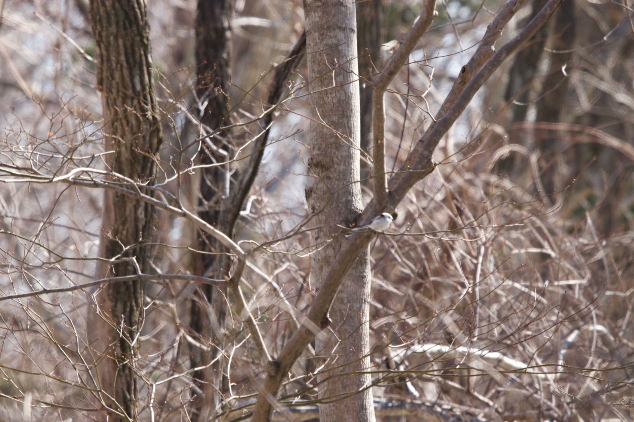 登別市 シマエナガの写真 by たっきー