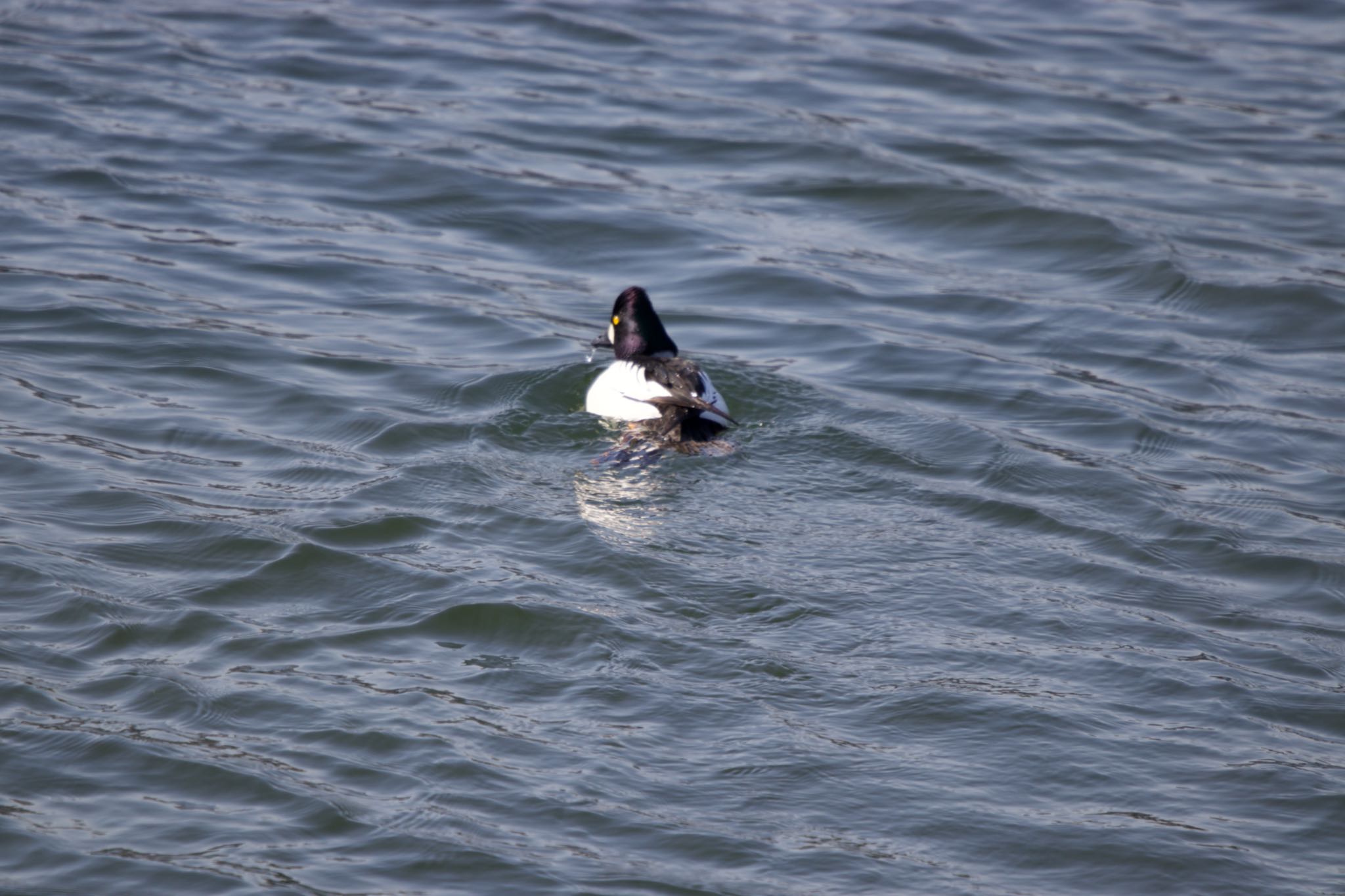 Photo of Common Goldeneye at 登別市幌別川 by たっきー