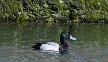 Greater Scaup 北海道吉岡漁港 Mon, 3/9/2020